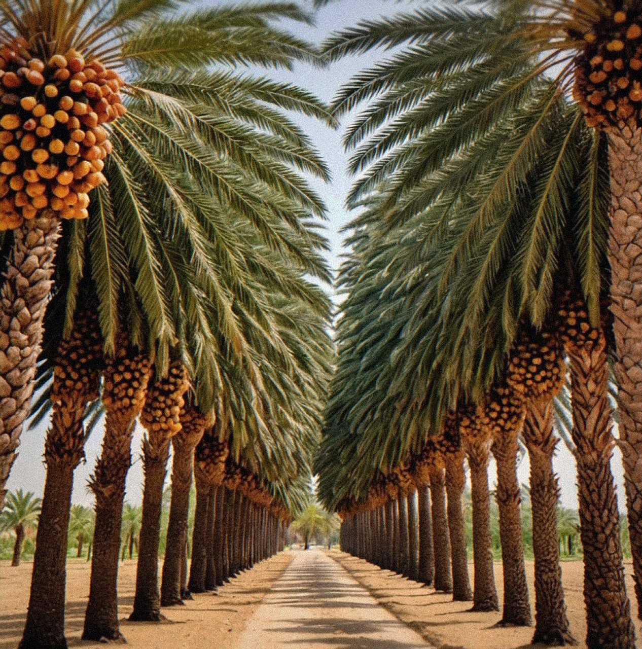 Palm plantation in Jordan